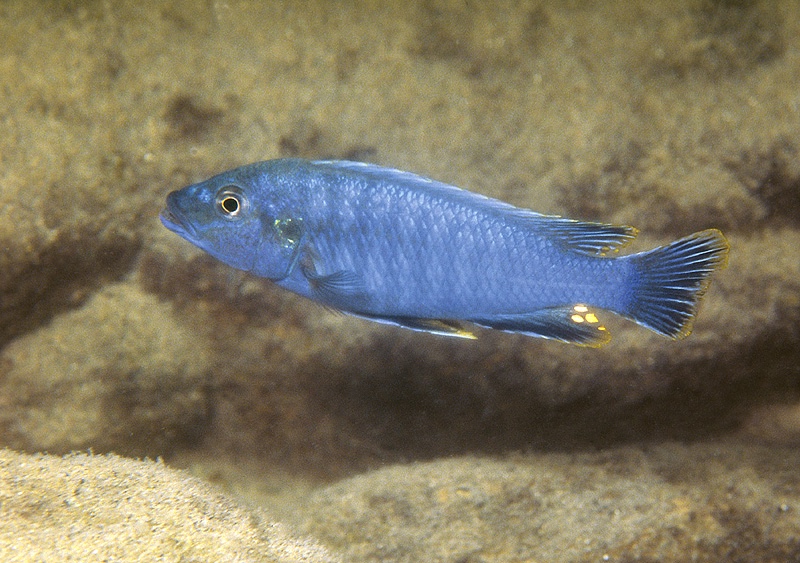 Pseudotropheus benetos 'Chitande Island'